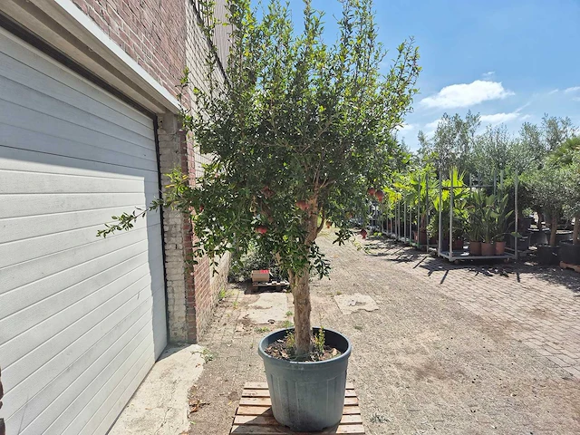 Granaatappelboom - punica granatum - hoogte ca. 230 cm - afbeelding 8 van  8
