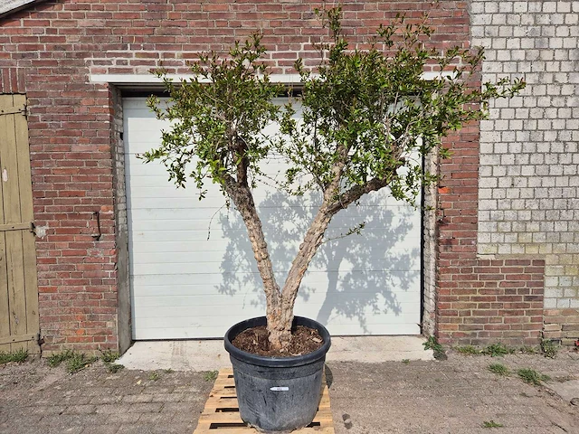 Granaatappelboom - punica granatum - hoogte ca. 250 cm - afbeelding 1 van  5