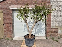 Granaatappelboom - punica granatum - hoogte ca. 250 cm - afbeelding 1 van  5