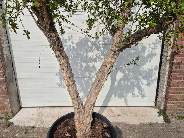 Granaatappelboom - punica granatum - hoogte ca. 250 cm - afbeelding 2 van  5