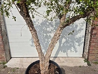 Granaatappelboom - punica granatum - hoogte ca. 250 cm - afbeelding 2 van  5