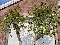 Granaatappelboom - punica granatum - hoogte ca. 250 cm - afbeelding 3 van  5