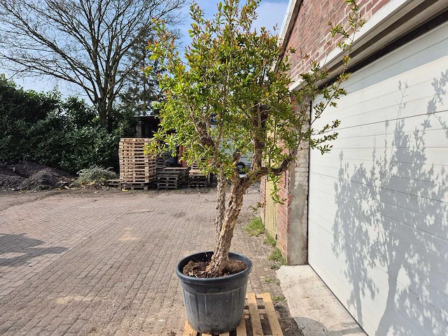 Granaatappelboom - punica granatum - hoogte ca. 250 cm - afbeelding 4 van  5