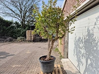 Granaatappelboom - punica granatum - hoogte ca. 250 cm - afbeelding 4 van  5