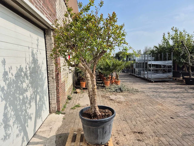 Granaatappelboom - punica granatum - hoogte ca. 250 cm - afbeelding 5 van  5