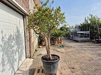Granaatappelboom - punica granatum - hoogte ca. 250 cm - afbeelding 5 van  5