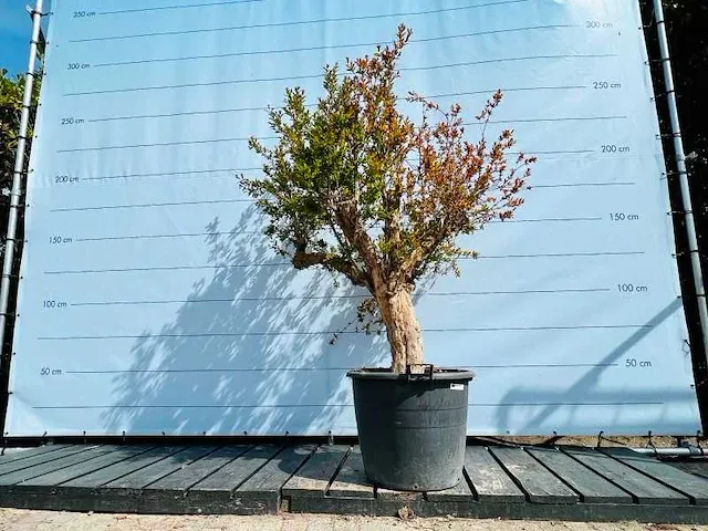 Granaatappelboom 240cm - afbeelding 1 van  1