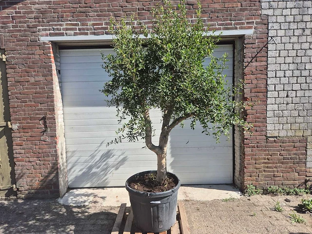 Granaatappelboom l - punica granatum - hoogte ca. 200 cm - afbeelding 1 van  6