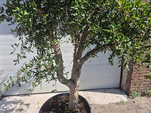 Granaatappelboom l - punica granatum - hoogte ca. 200 cm - afbeelding 2 van  6
