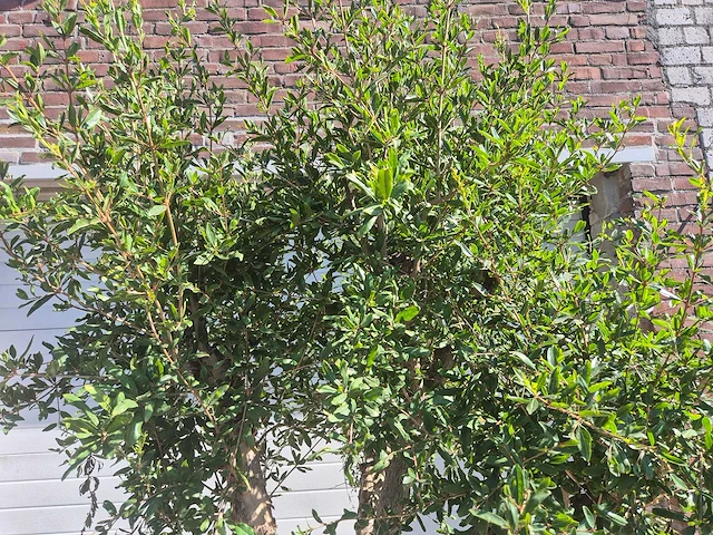 Granaatappelboom l - punica granatum - hoogte ca. 200 cm - afbeelding 3 van  6