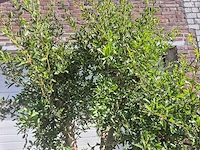 Granaatappelboom l - punica granatum - hoogte ca. 200 cm - afbeelding 3 van  6