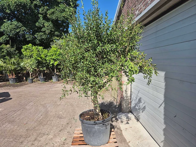 Granaatappelboom l - punica granatum - hoogte ca. 200 cm - afbeelding 4 van  6