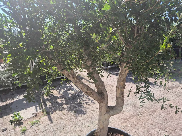 Granaatappelboom l - punica granatum - hoogte ca. 200 cm - afbeelding 5 van  6