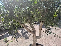 Granaatappelboom l - punica granatum - hoogte ca. 200 cm - afbeelding 5 van  6