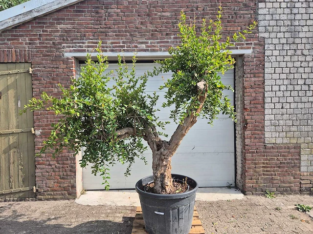 Granaatappelboom xl - punica granatum - hoogte ca. 220 cm - afbeelding 1 van  6