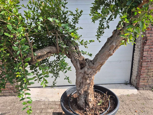 Granaatappelboom xl - punica granatum - hoogte ca. 220 cm - afbeelding 2 van  6