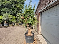 Granaatappelboom xl - punica granatum - hoogte ca. 220 cm - afbeelding 4 van  6