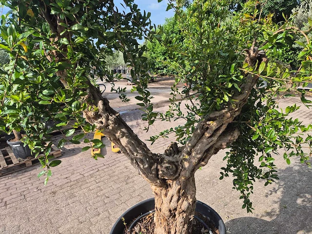 Granaatappelboom xl - punica granatum - hoogte ca. 220 cm - afbeelding 5 van  6