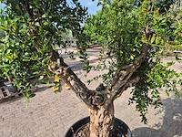 Granaatappelboom xl - punica granatum - hoogte ca. 220 cm - afbeelding 5 van  6