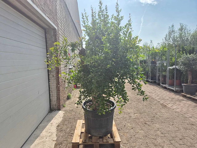Granaatappelboom xl - punica granatum - hoogte ca. 220 cm - afbeelding 6 van  6