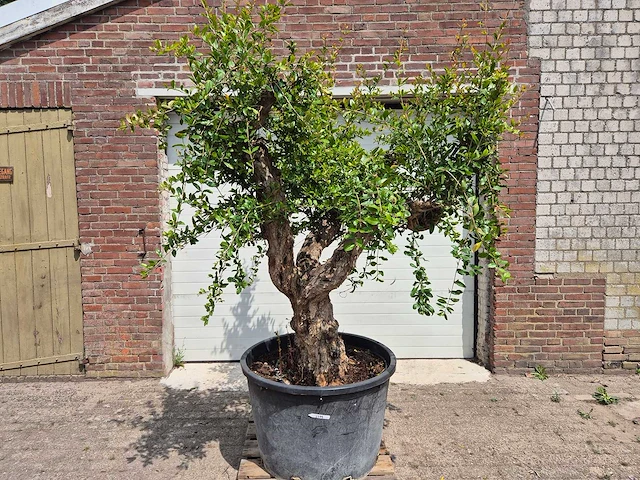Granaatappelboom xl - punica granatum - hoogte ca. 230 cm - afbeelding 1 van  6
