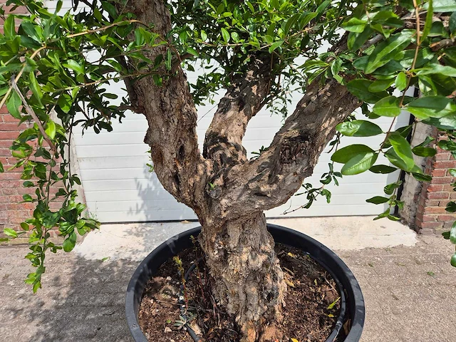Granaatappelboom xl - punica granatum - hoogte ca. 230 cm - afbeelding 2 van  6
