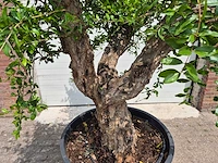 Granaatappelboom xl - punica granatum - hoogte ca. 230 cm - afbeelding 2 van  6