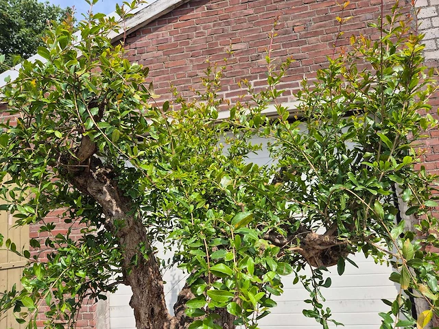 Granaatappelboom xl - punica granatum - hoogte ca. 230 cm - afbeelding 3 van  6