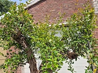 Granaatappelboom xl - punica granatum - hoogte ca. 230 cm - afbeelding 3 van  6
