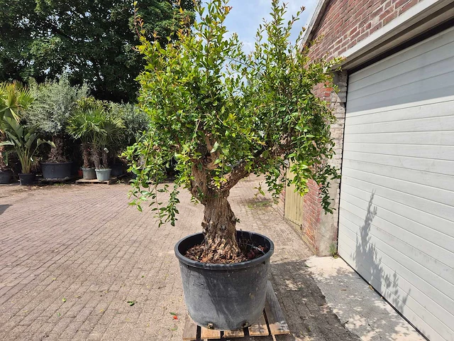 Granaatappelboom xl - punica granatum - hoogte ca. 230 cm - afbeelding 4 van  6
