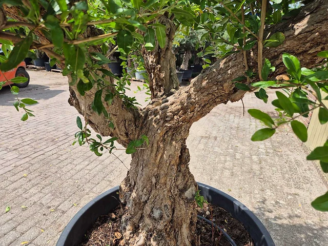 Granaatappelboom xl - punica granatum - hoogte ca. 230 cm - afbeelding 5 van  6