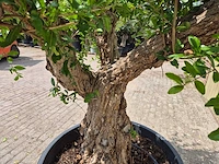 Granaatappelboom xl - punica granatum - hoogte ca. 230 cm - afbeelding 5 van  6