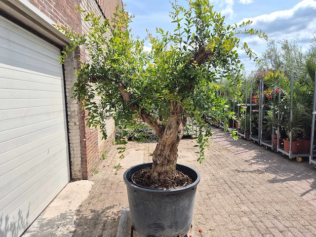 Granaatappelboom xl - punica granatum - hoogte ca. 230 cm - afbeelding 6 van  6