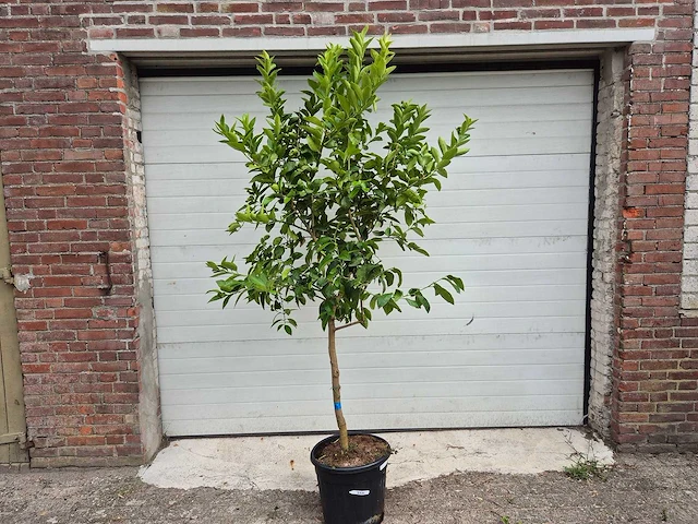 Grapefruitboom - citrus paradisi - vrucht- / fruitboom - hoogte ca. 200 cm - afbeelding 1 van  3