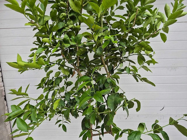 Grapefruitboom - citrus paradisi - vrucht- / fruitboom - hoogte ca. 200 cm - afbeelding 2 van  3