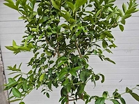 Grapefruitboom - citrus paradisi - vrucht- / fruitboom - hoogte ca. 200 cm - afbeelding 2 van  3