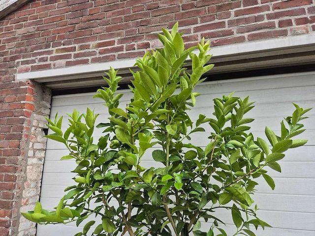 Grapefruitboom - citrus paradisi - vrucht- / fruitboom - hoogte ca. 200 cm - afbeelding 3 van  3