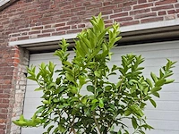 Grapefruitboom - citrus paradisi - vrucht- / fruitboom - hoogte ca. 200 cm - afbeelding 3 van  3