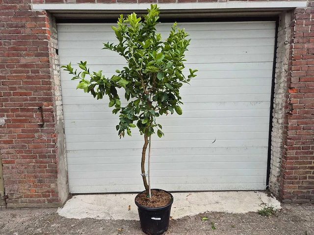 Grapefruitboom - citrus paradisi - vrucht- / fruitboom - hoogte ca. 200 cm - afbeelding 1 van  3