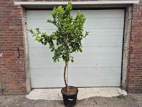 Grapefruitboom - citrus paradisi - vrucht- / fruitboom - hoogte ca. 200 cm - afbeelding 1 van  3