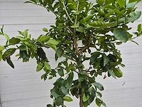 Grapefruitboom - citrus paradisi - vrucht- / fruitboom - hoogte ca. 200 cm - afbeelding 2 van  3
