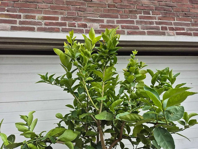 Grapefruitboom - citrus paradisi - vrucht- / fruitboom - hoogte ca. 200 cm - afbeelding 3 van  3
