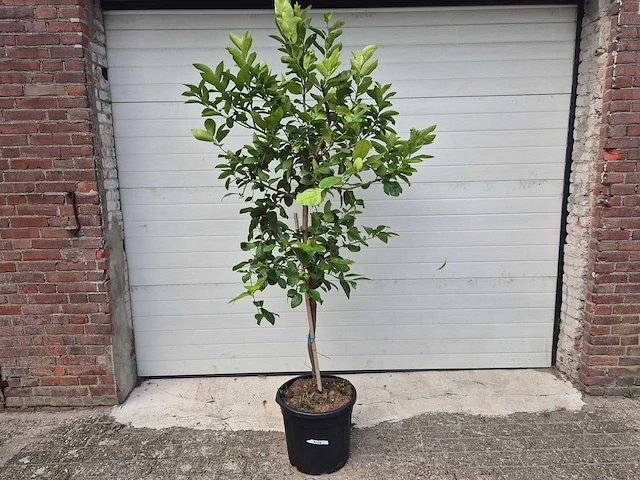 Grapefruitboom - citrus paradisi - vrucht- / fruitboom - hoogte ca. 200 cm - afbeelding 1 van  3