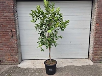 Grapefruitboom - citrus paradisi - vrucht- / fruitboom - hoogte ca. 200 cm - afbeelding 1 van  3