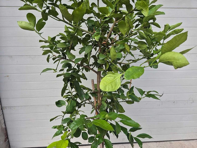 Grapefruitboom - citrus paradisi - vrucht- / fruitboom - hoogte ca. 200 cm - afbeelding 2 van  3