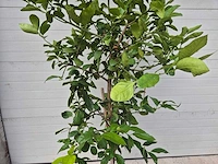 Grapefruitboom - citrus paradisi - vrucht- / fruitboom - hoogte ca. 200 cm - afbeelding 2 van  3