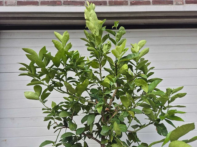 Grapefruitboom - citrus paradisi - vrucht- / fruitboom - hoogte ca. 200 cm - afbeelding 3 van  3