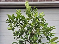 Grapefruitboom - citrus paradisi - vrucht- / fruitboom - hoogte ca. 200 cm - afbeelding 3 van  3