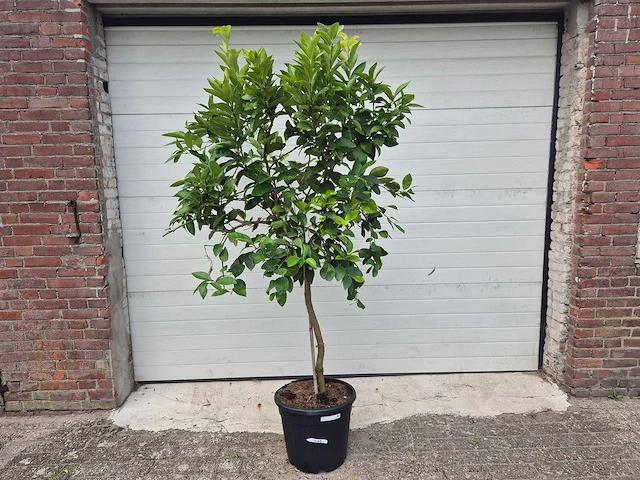 Grapefruitboom - citrus paradisi - vrucht- / fruitboom - hoogte ca. 200 cm - afbeelding 1 van  3