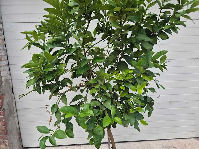 Grapefruitboom - citrus paradisi - vrucht- / fruitboom - hoogte ca. 200 cm - afbeelding 2 van  3